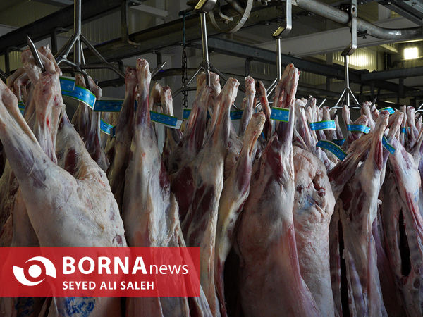 توزیع گوشت گرم وارداتی با نظارت وزارت جهاد