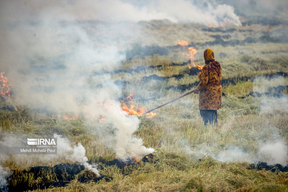 آتش زدن کاه؛ مرگ تدریجی شالیزارها