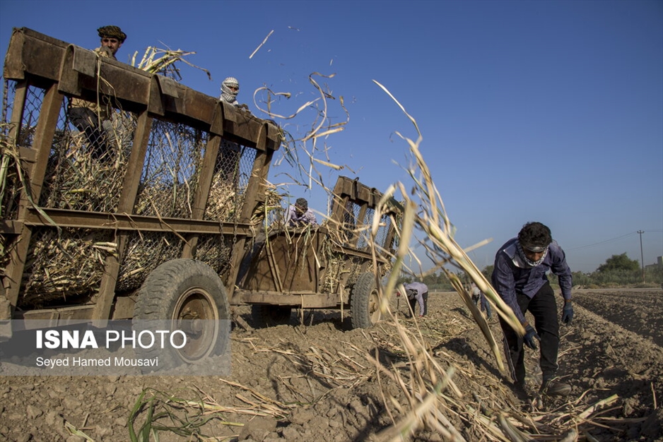 کشت سنتی نیشکر در هفت‌تپه