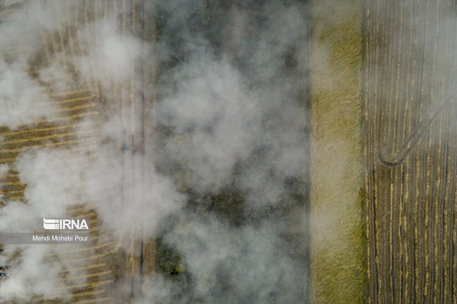 آتش زدن کاه؛ مرگ تدریجی شالیزارها