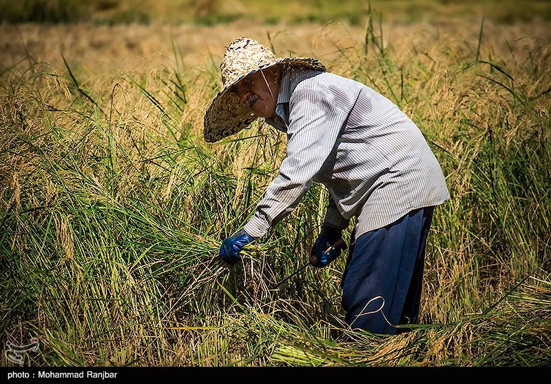 آخرین روزهای برداشت برنج در گیلان