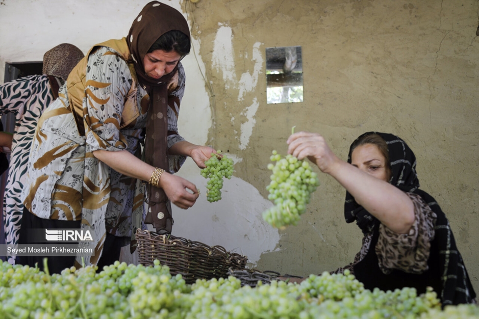 تولید کشمش «بولاو»