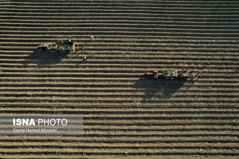 کشت سنتی نیشکر در هفت‌تپه