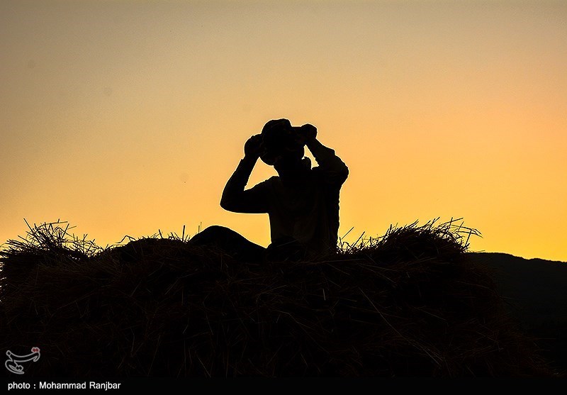 آخرین روزهای برداشت برنج در گیلان