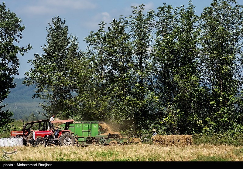 آخرین روزهای برداشت برنج در گیلان