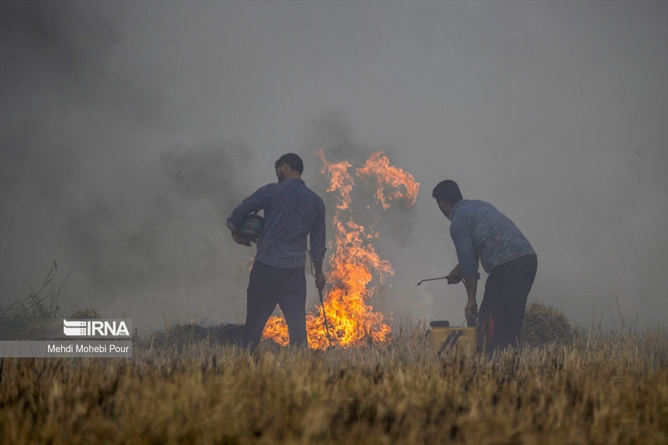آتش زدن کاه؛ مرگ تدریجی شالیزارها