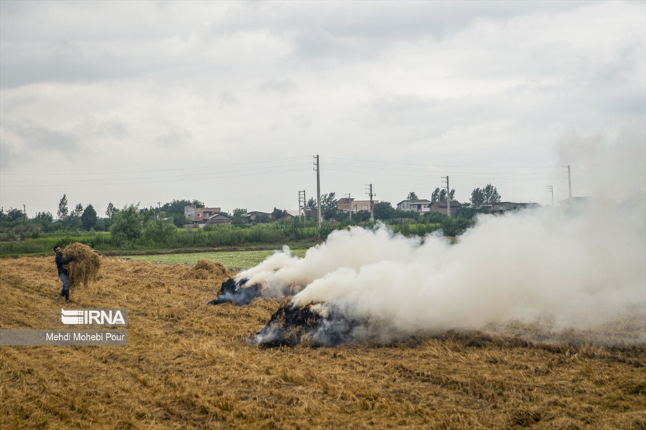 آتش زدن کاه؛ مرگ تدریجی شالیزارها