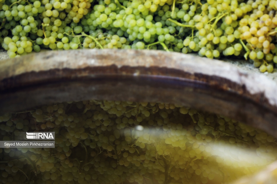 تولید کشمش «بولاو»