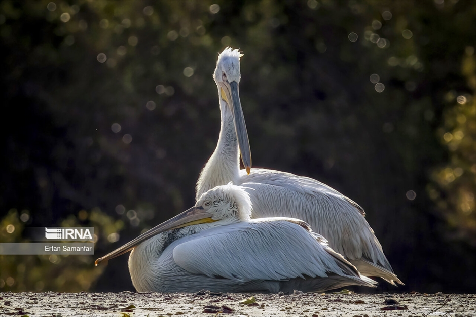 تالاب بین المللی آذینی