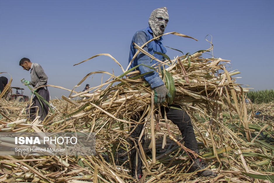 کشت سنتی نیشکر در هفت‌تپه
