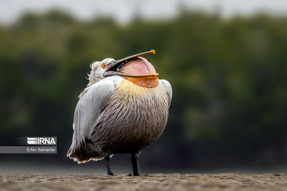 تالاب بین المللی آذینی