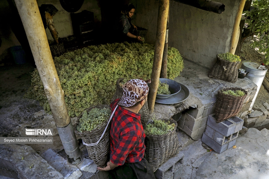 تولید کشمش «بولاو»