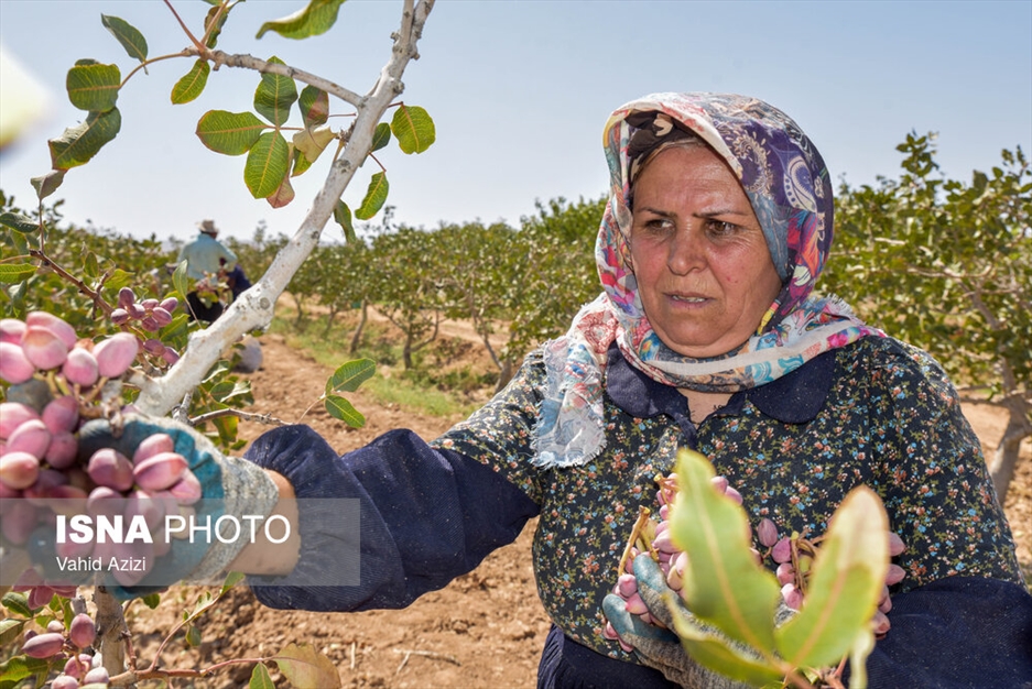 برداشت پسته از باغ‌های خراسان شمالی