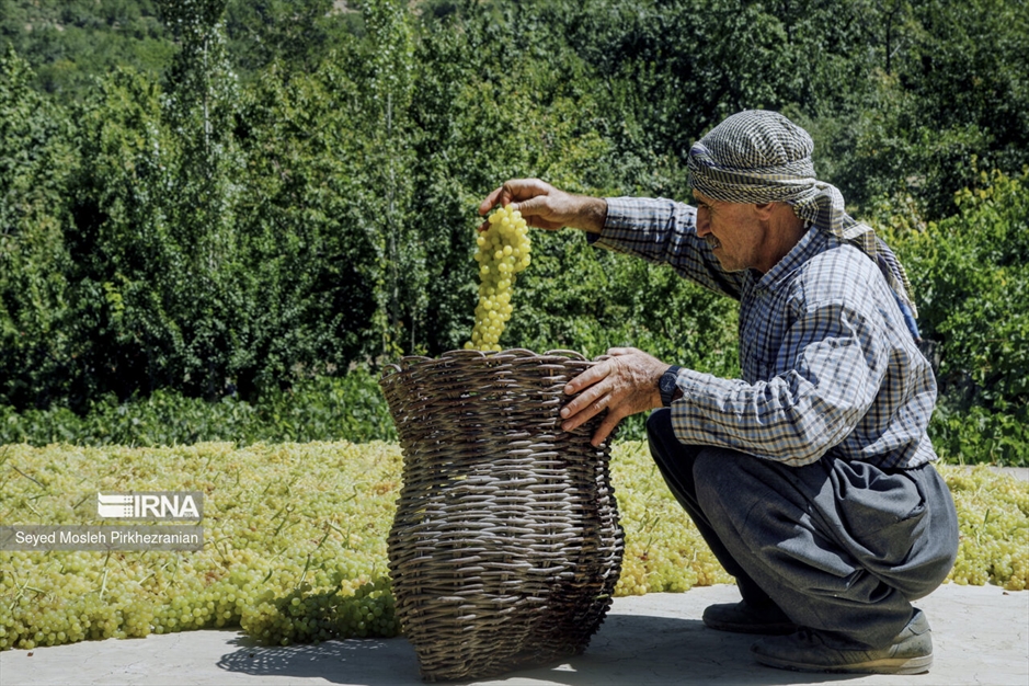 تولید کشمش «بولاو»