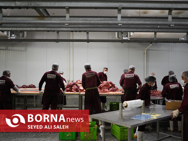 توزیع گوشت گرم وارداتی با نظارت وزارت جهاد