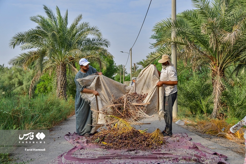 برداشت خرما از «نخلستان‌های آبادان»