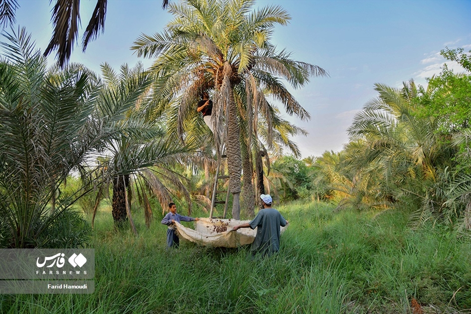 برداشت خرما از «نخلستان‌های آبادان»