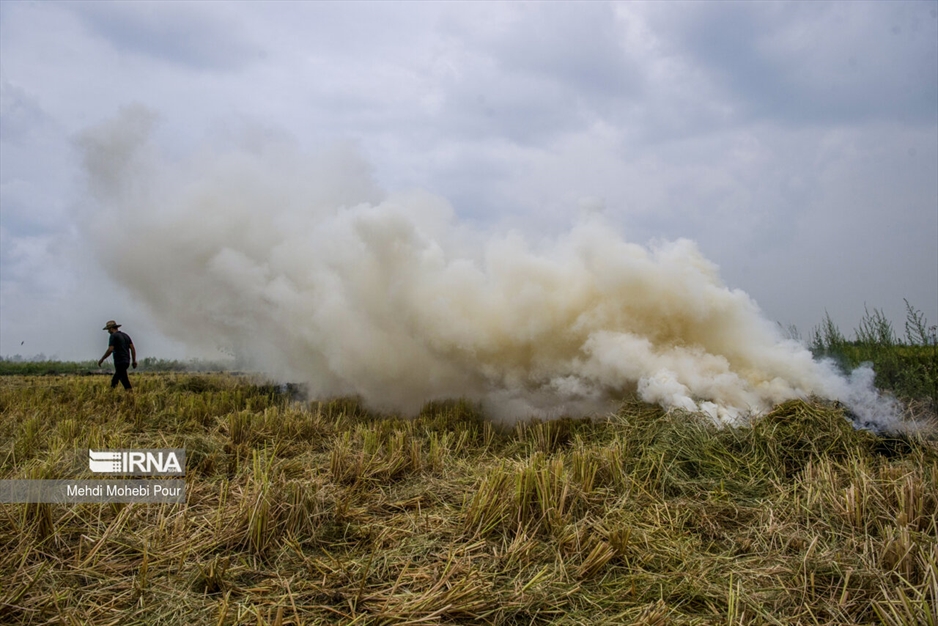 آتش زدن کاه؛ مرگ تدریجی شالیزارها