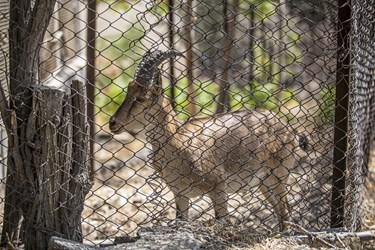 کلینیک بازپروری پارک پردیسان