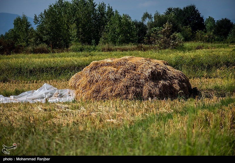 آخرین روزهای برداشت برنج در گیلان