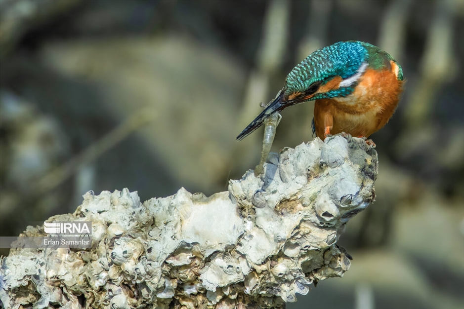 تالاب بین المللی آذینی