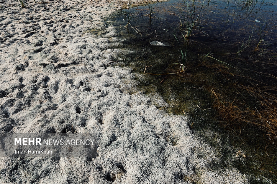 نفس‌های آخر «تالاب پیرسلمان»