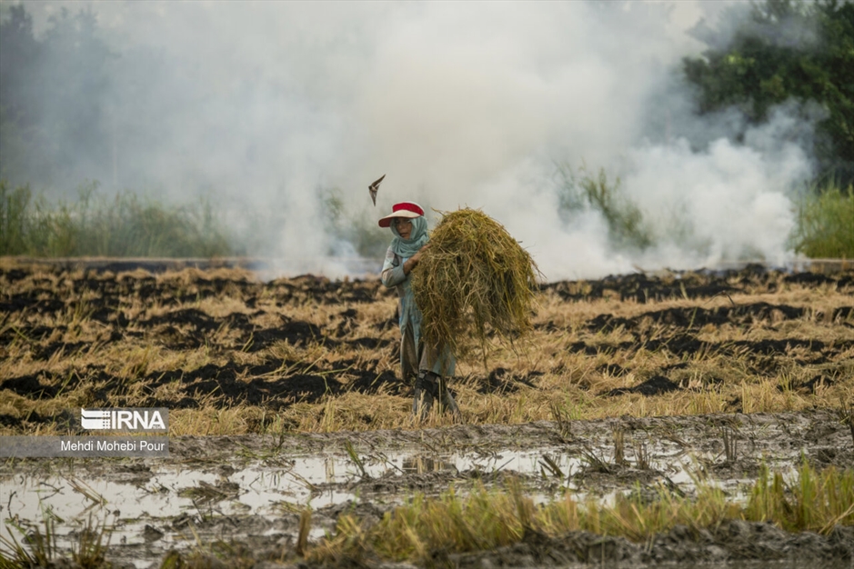 آتش زدن کاه؛ مرگ تدریجی شالیزارها