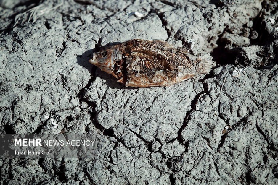 نفس‌های آخر «تالاب پیرسلمان»