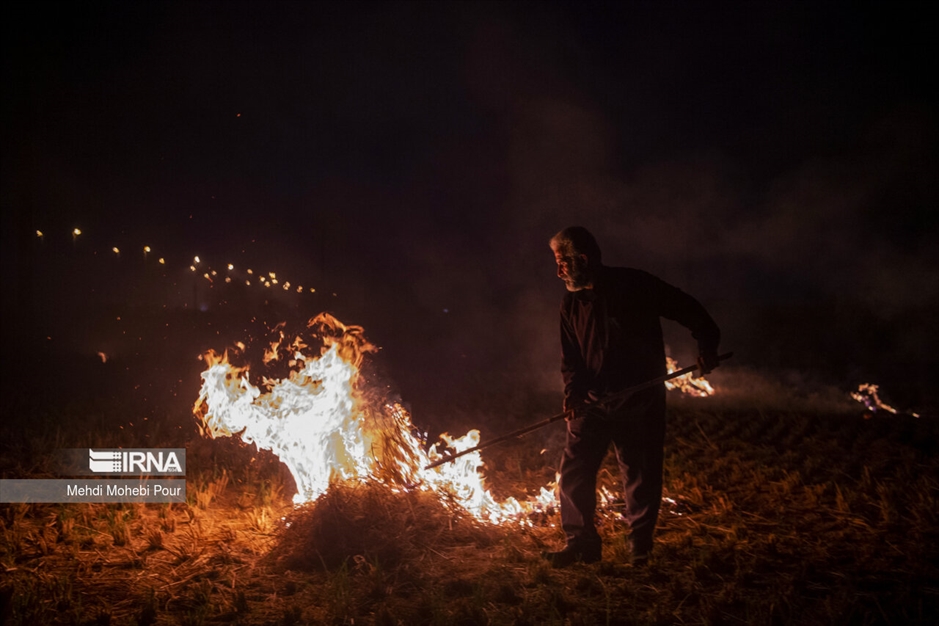 آتش زدن کاه؛ مرگ تدریجی شالیزارها