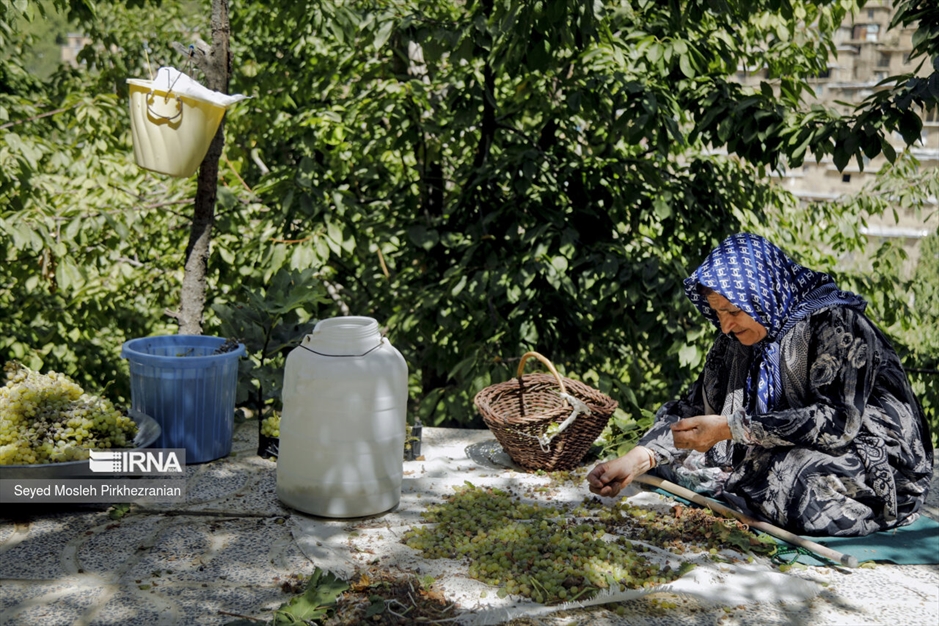 تولید کشمش «بولاو»