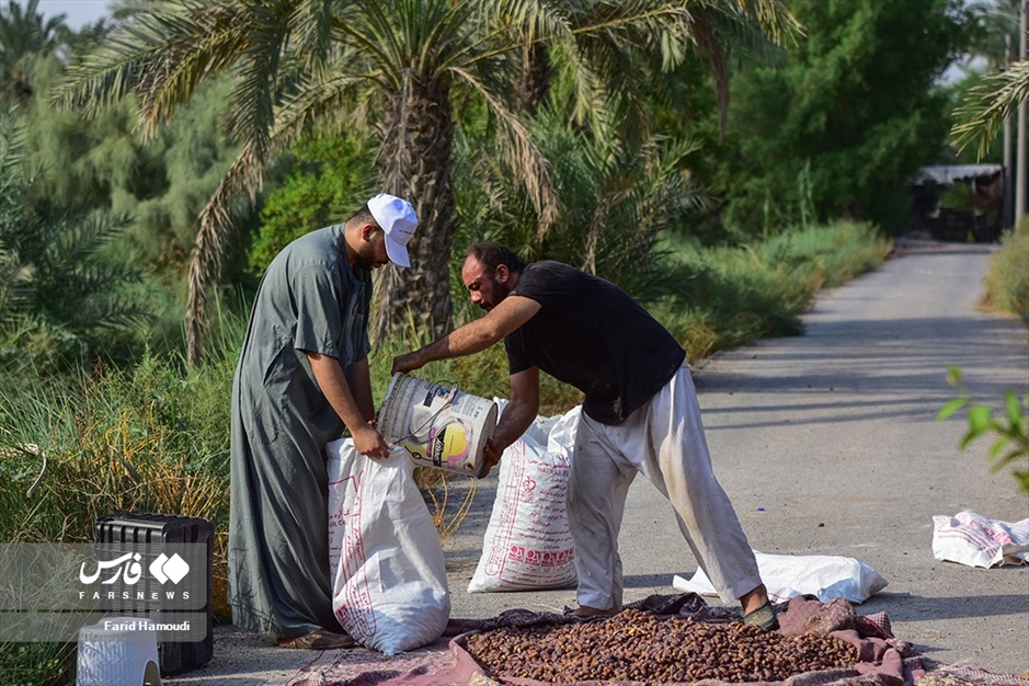برداشت خرما از «نخلستان‌های آبادان»