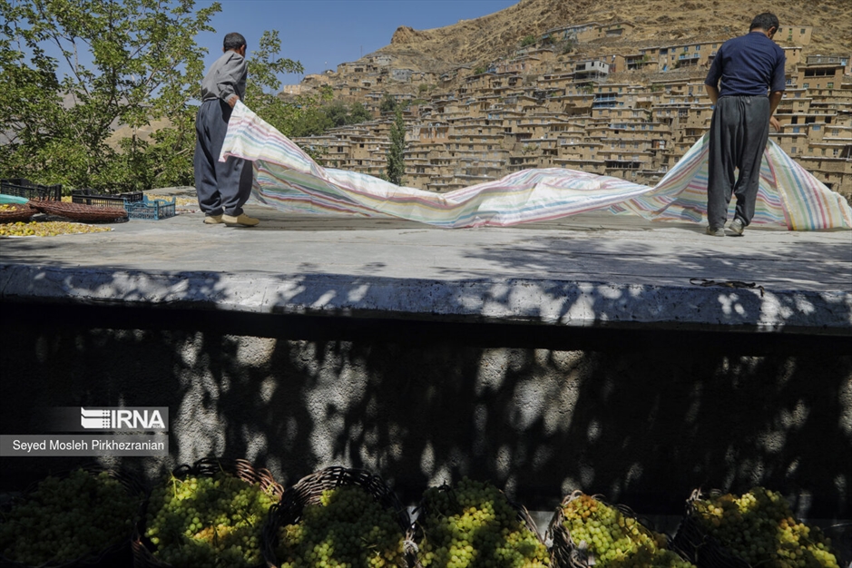 تولید کشمش «بولاو»