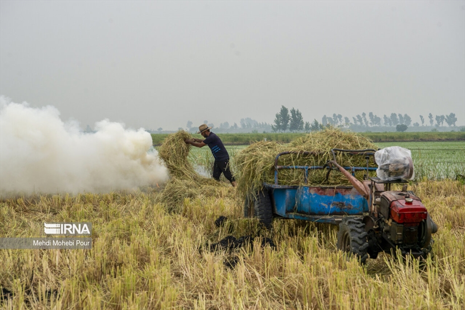 آتش زدن کاه؛ مرگ تدریجی شالیزارها