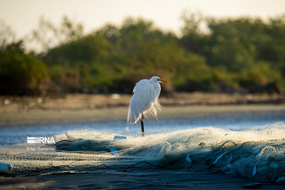 تالاب بین المللی آذینی