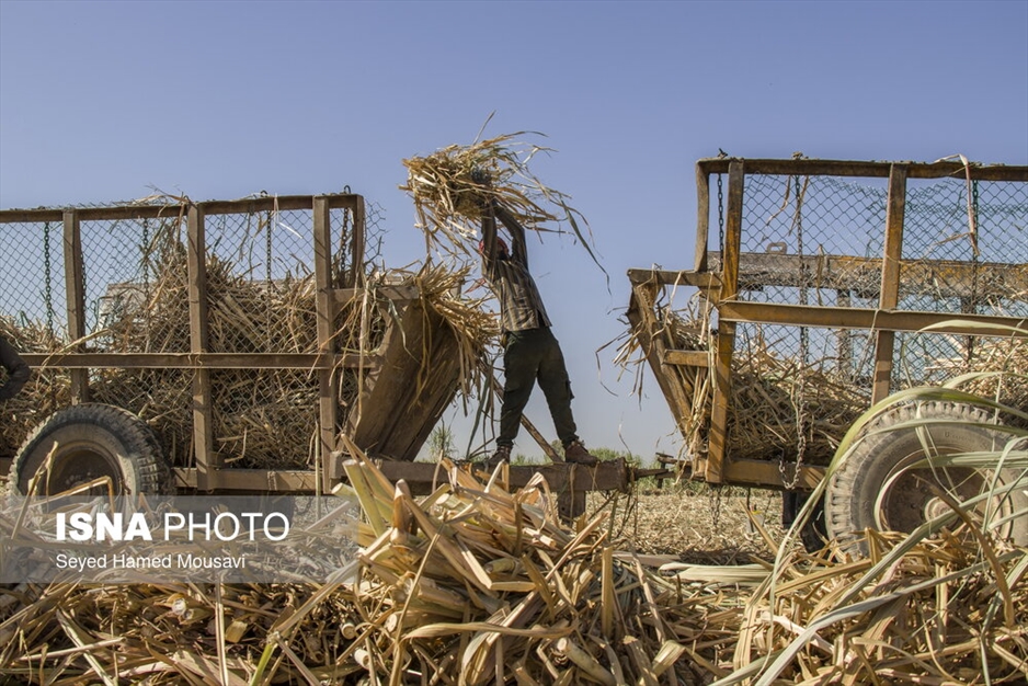 کشت سنتی نیشکر در هفت‌تپه