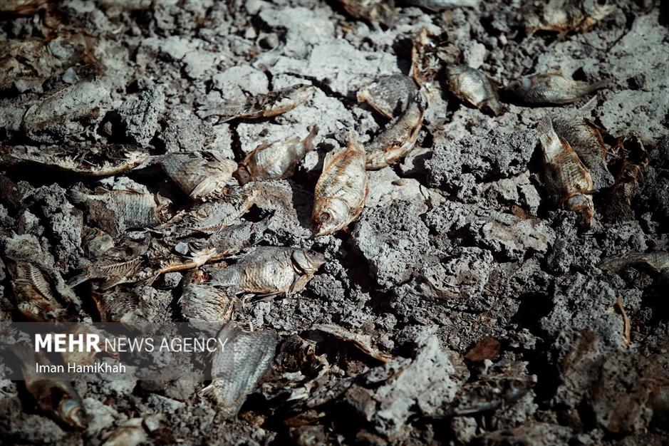 نفس‌های آخر «تالاب پیرسلمان»