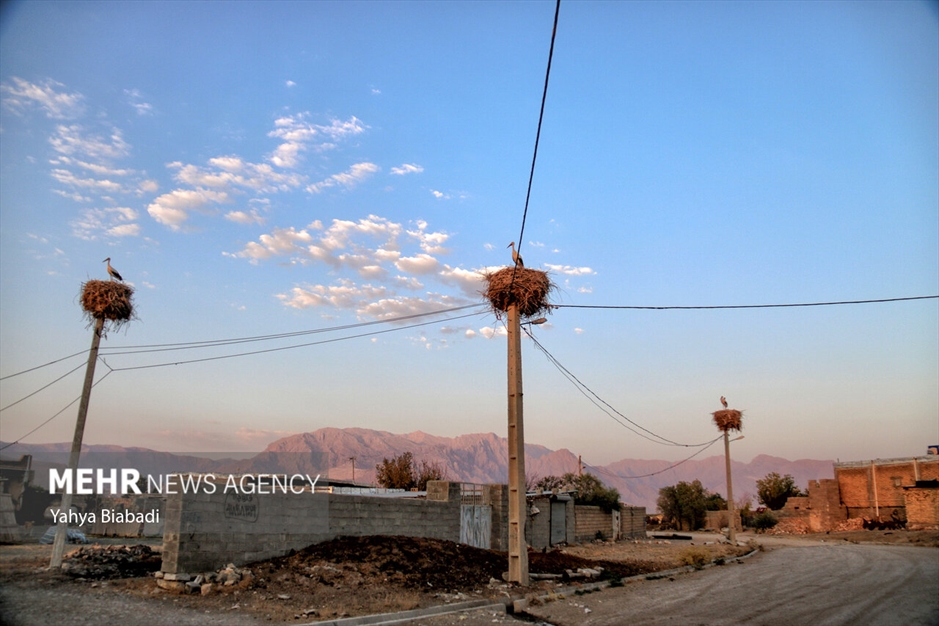 روستای «خوشینان علیا» میزبان لک لک‌ها