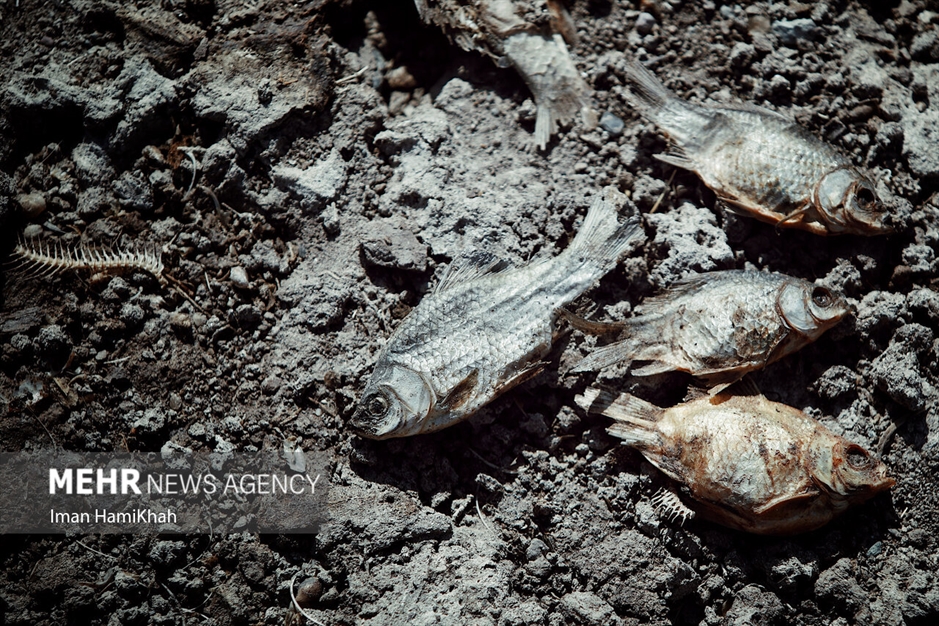 نفس‌های آخر «تالاب پیرسلمان»