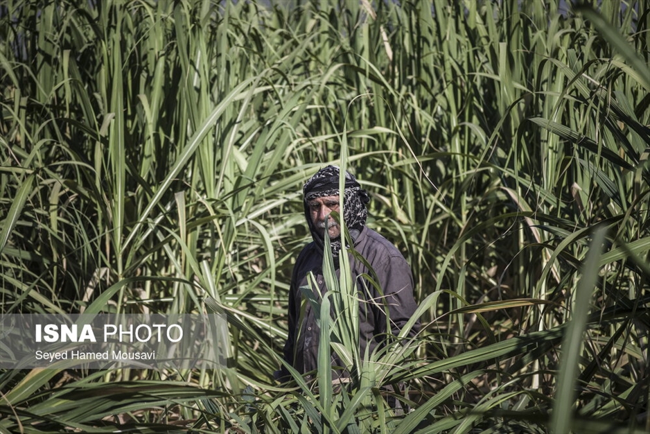 کشت سنتی نیشکر در هفت‌تپه