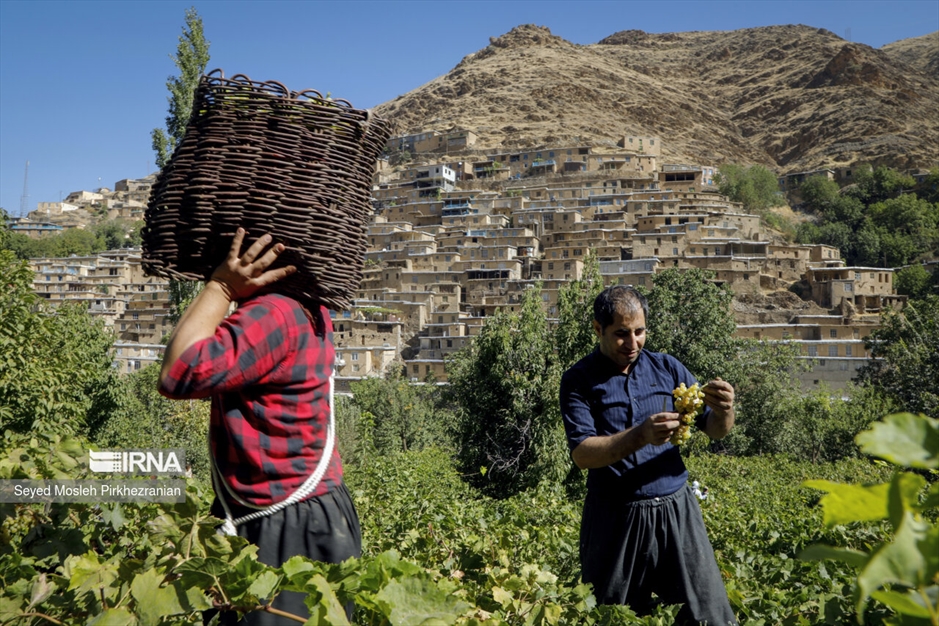 تولید کشمش «بولاو»