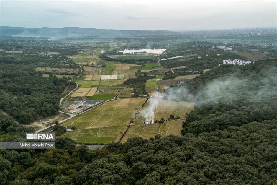 آتش زدن کاه؛ مرگ تدریجی شالیزارها