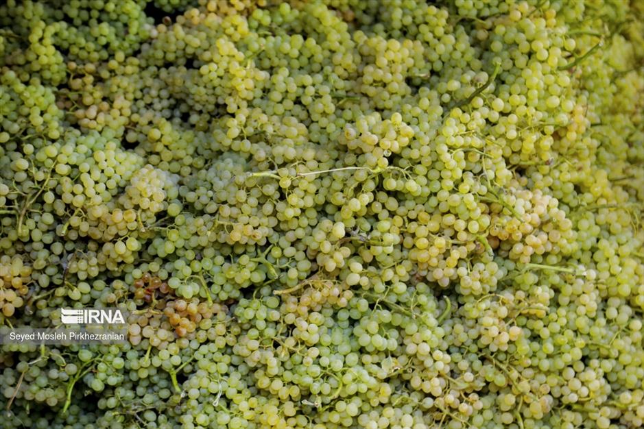 تولید کشمش «بولاو»