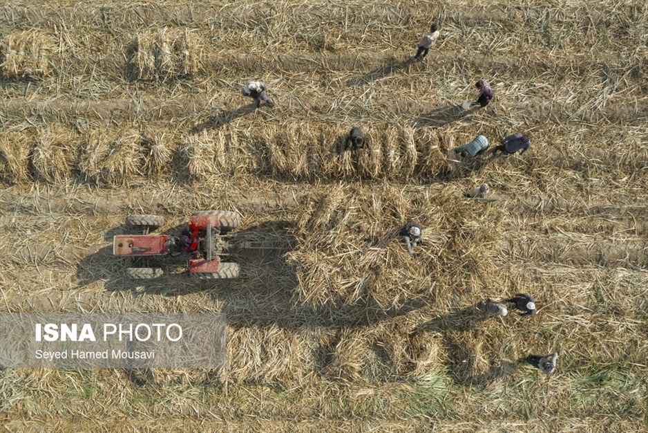 کشت سنتی نیشکر در هفت‌تپه