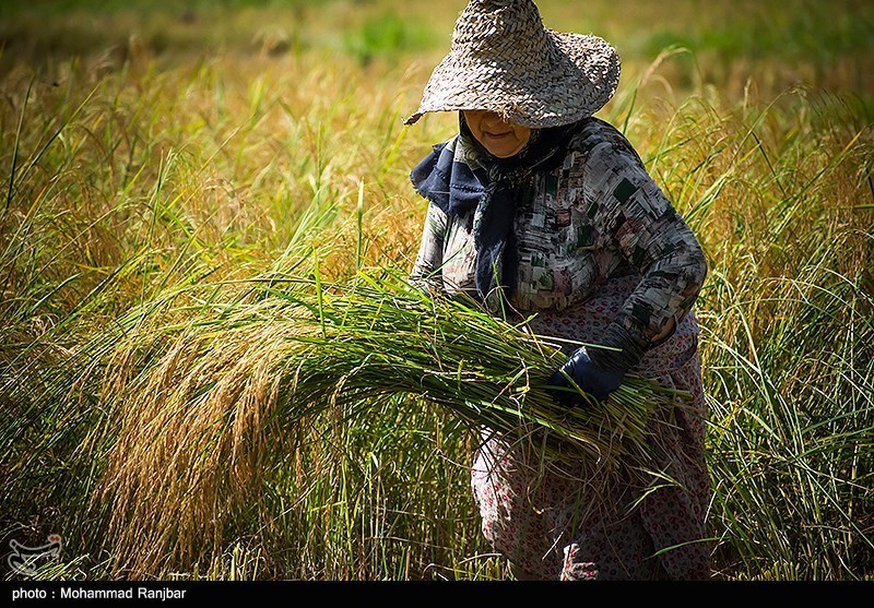 آخرین روزهای برداشت برنج در گیلان