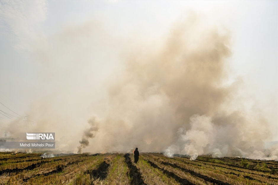 آتش زدن کاه؛ مرگ تدریجی شالیزارها