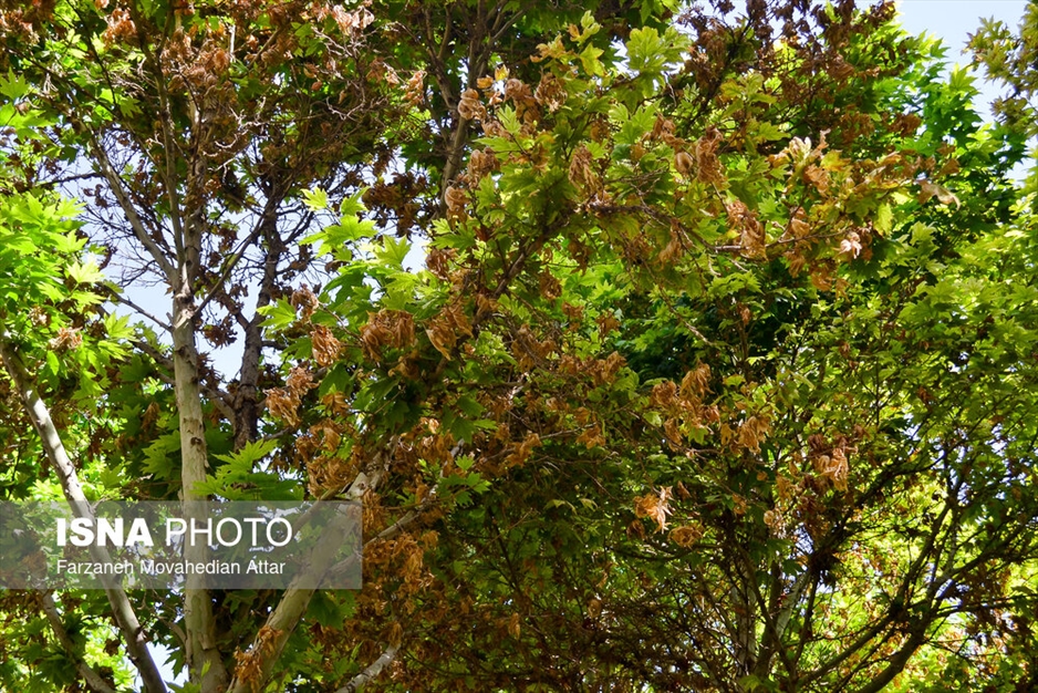 خزانِ تابستانه