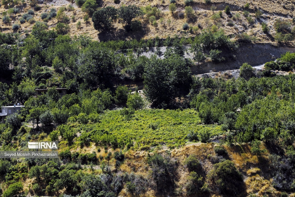 تولید کشمش «بولاو»