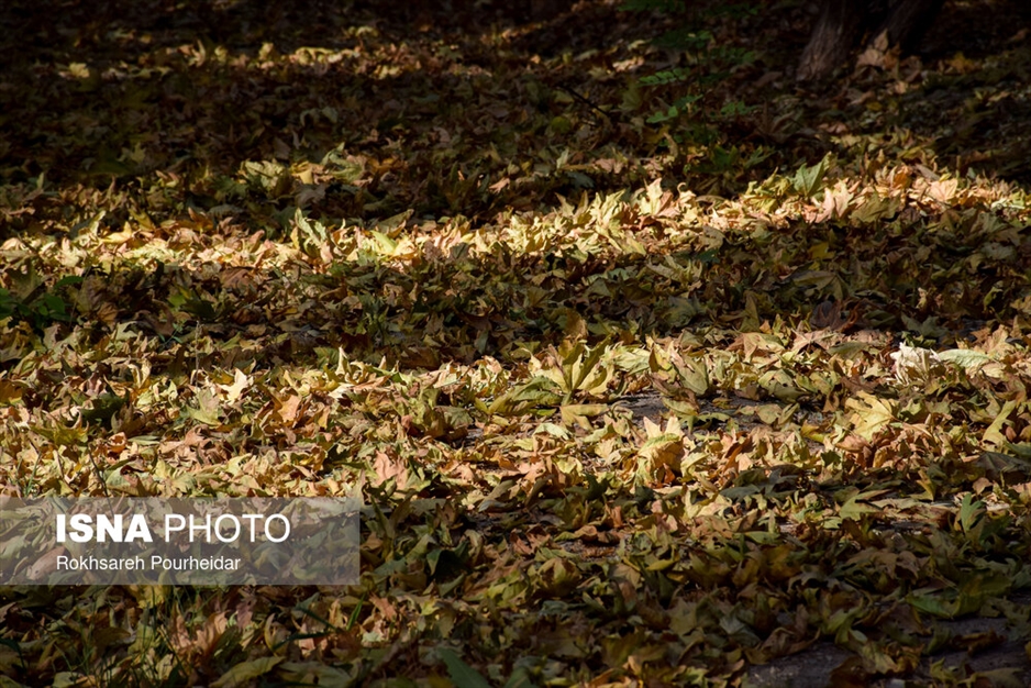 خزانِ تابستانه