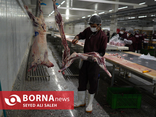 توزیع گوشت گرم وارداتی با نظارت وزارت جهاد