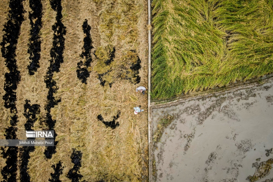 آتش زدن کاه؛ مرگ تدریجی شالیزارها